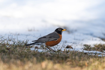 American Robin in Snow