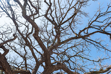 Dead Oak Tree Branches