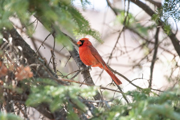 Northern Cardinal Red Male