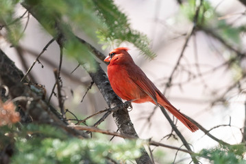 Northern Cardinal Red Male