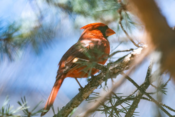 Northern Cardinal Red Male