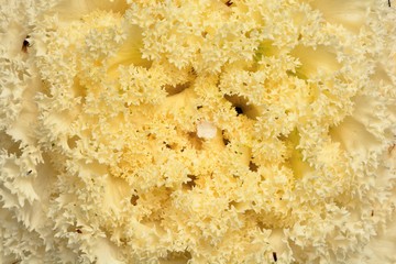 Kale flower blooms on the background of the summer, in Taiwan.