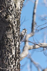 Woodpecker
