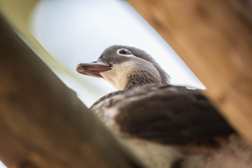 Fototapeta premium Mallard