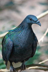 Blue Pigeon