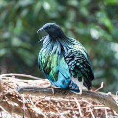 Blue Pigeon