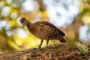 Duck on Twigs