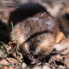 Muskrat 