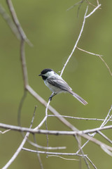 Black Caped Chickadee 