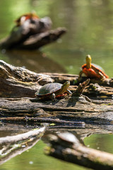 Obraz premium Painted Turtles on Log