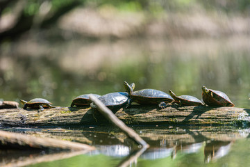 Painted Turtles on Log