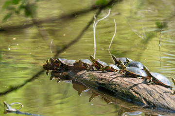 Painted Turtles on Log