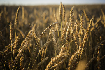 Wheat in the fields