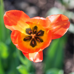 Red Tulip Closeup