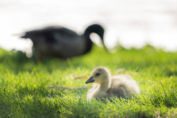 Canadian Goose on a background and Goslings