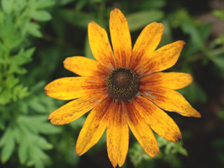 夏の黄色い花　ルドベキア