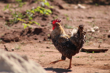 galinha