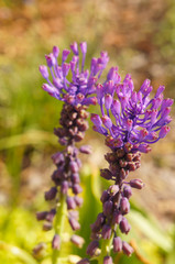 Leopoldia tenuiflora or muscari tenuiflorum purple plant