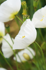 Papaver nudicaule or iceland poppy white flowers soft focus