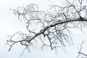 Dead Birch Branches