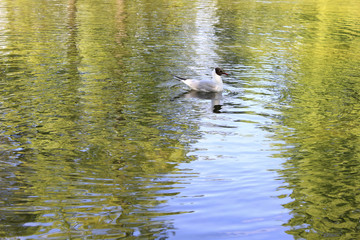 Seagull on water