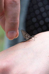 Insect on Hand
