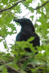 Old Raven on Oak Tree