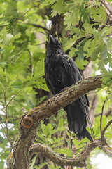 Old Raven on Oak Tree