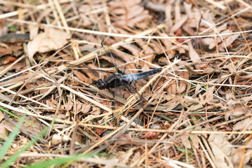 Dragonfly on Dry Leaves