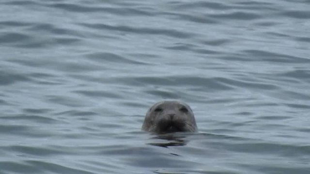 A wild seal relaxes of the west coast on a mild summers day in Ireland, the Atlantic has a large number of seals and a lot find their way to Donegal.