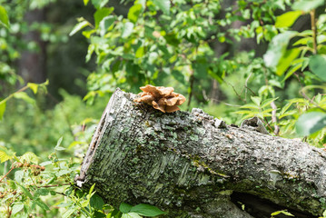 Tree Trunk with Fungus