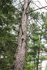 Spruce Tree Trunk