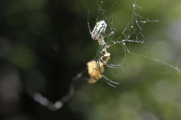 Spider Profile