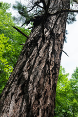 Obraz premium Red Pine Bark Closeup