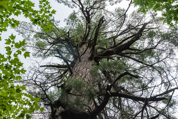 Minnesota Tallest Red Pine