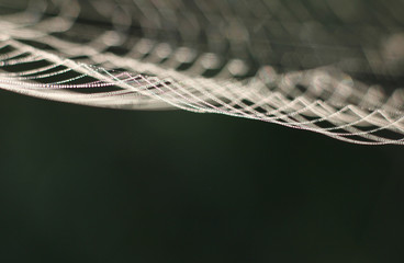 Fototapeta na wymiar spider web with morning dew-drop spider
