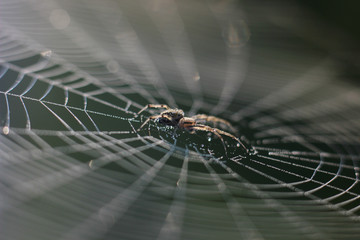spider web with morning dew-drop spider