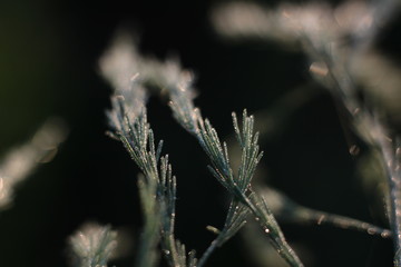a twig with green leaves on a blurred background close-up
