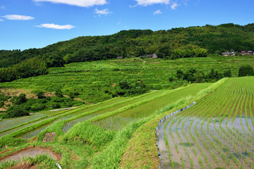 内成棚田