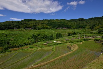 内成棚田