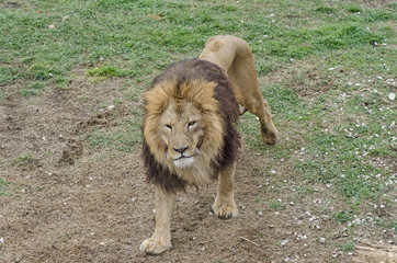 Obraz na płótnie Canvas pride lions