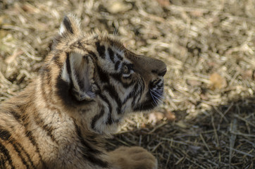 cute tiger cub