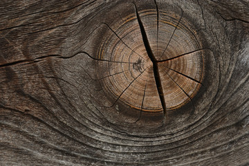 Growth Rings Bckground

