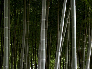 竹林