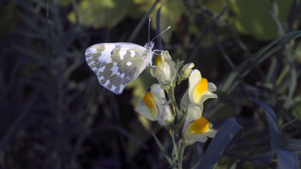 Butterfly on a Flower