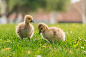 A Pair of Gooslings