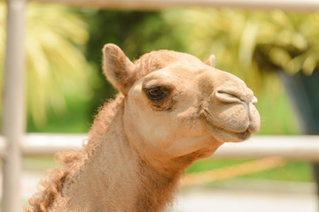 Obraz premium head shot of camel