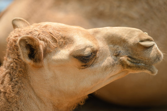 head shot of camel