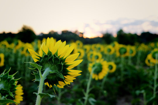 Focus of a back side view of a single sunflower in a field of others which are all facing the rising sun at Dorothea Dix Park in Raleigh North Carolina