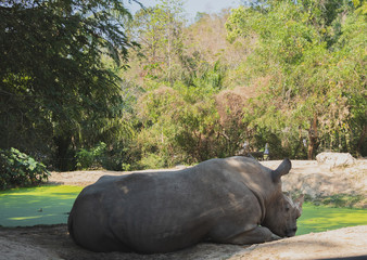 The rhino is resting near with green pond in the Open Zoo, Chonburi, Thailand.